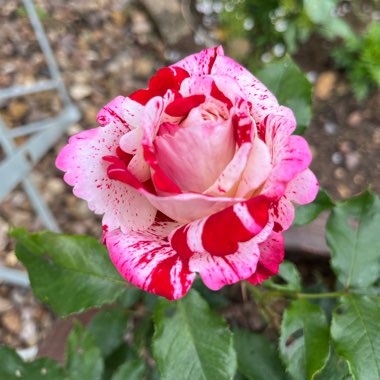 Rosa 'Wekgobnez' syn. Rosa 'Rock And Roll', Rosa 'Coeur De Rockeur'