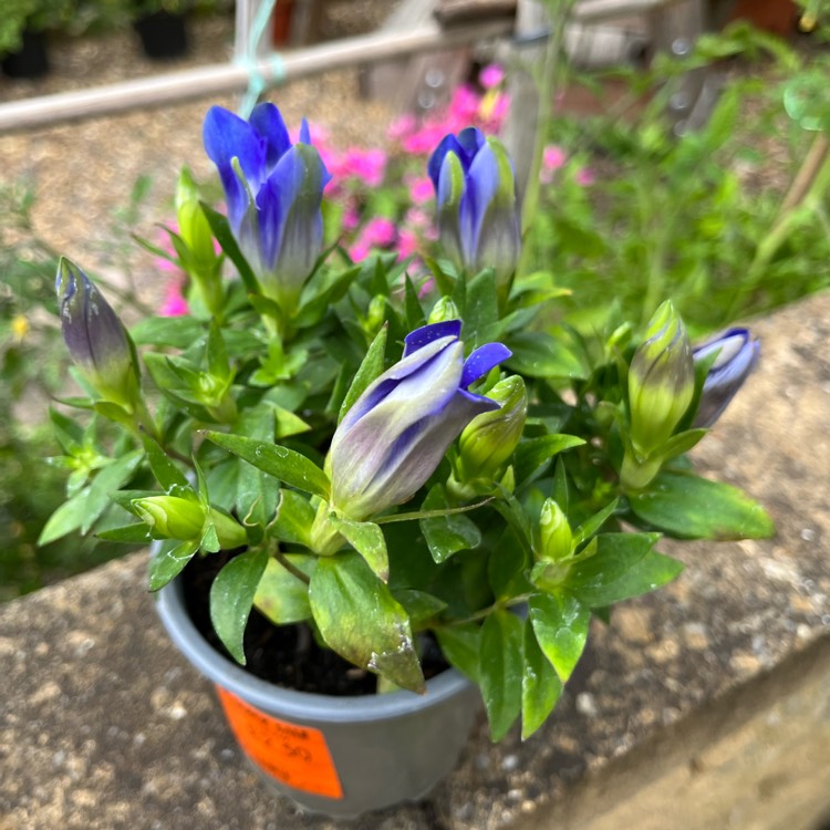 Plant image Gentiana