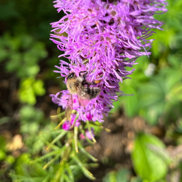 plant image 1681593