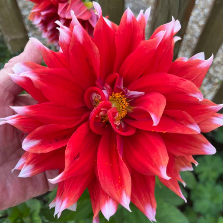 Plant image Dahlia 'Color Spectacle' syn. Dahlia 'Colour Spectacle'