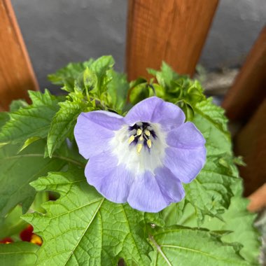 Nicandra physalodes