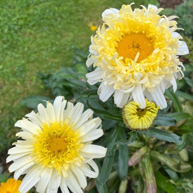 Leucanthemum x superbum 'Real Charmer'