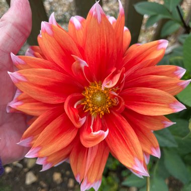 Dahlia 'Color Spectacle' syn. Dahlia 'Colour Spectacle'