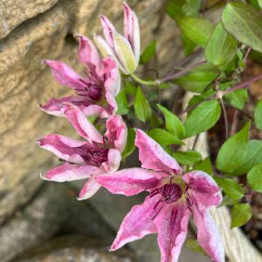 Clematis 'Sarah Elizabeth'™ evipo098