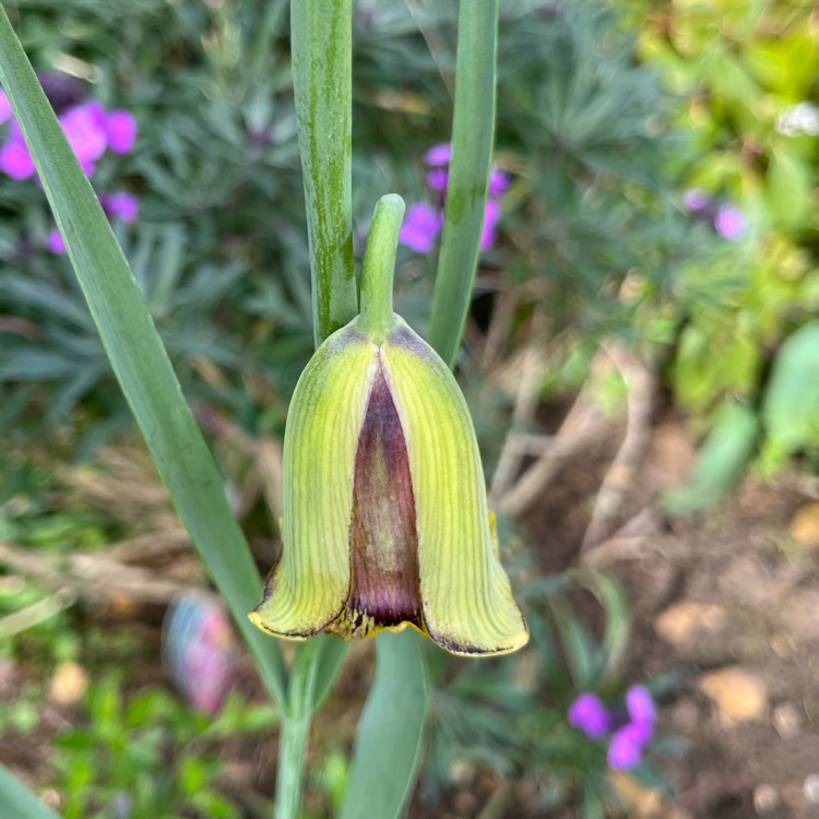 Plant image Fritillaria uva-vulpis