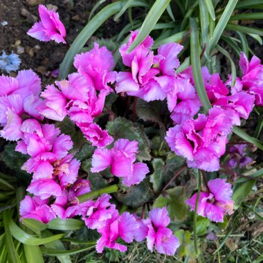 Cyclamen