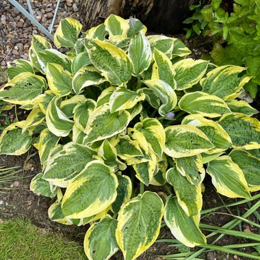 Hosta 'Wide Brim'