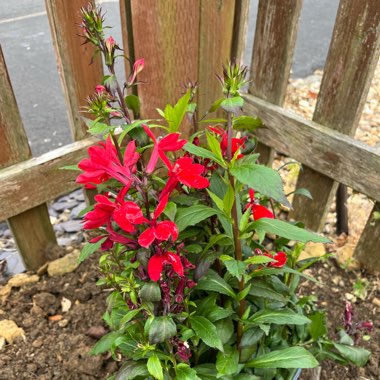 Lobelia x speciosa 'Starship Scarlet'