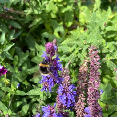 Salvia nemorosa