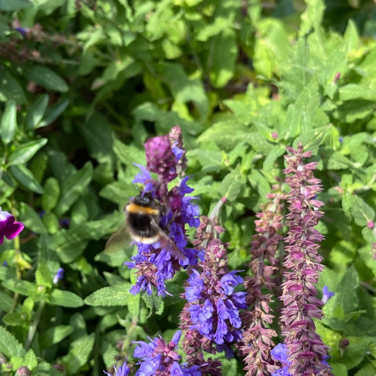 Plant image Salvia nemorosa