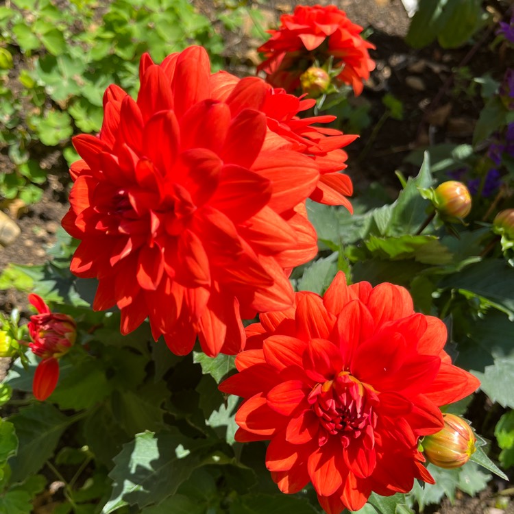 Plant image Dahlia Aperto Deep Orange