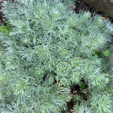 Artemisia schmidtiana 'Nana'