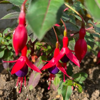 Fuchsia Ringwood Market (Bush)