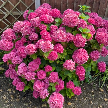 Hydrangea macrophylla 'Altona'