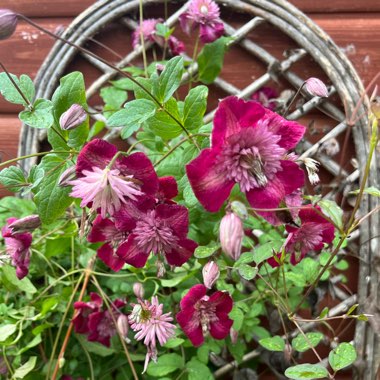 Clematis viticella 'Avant Garde'