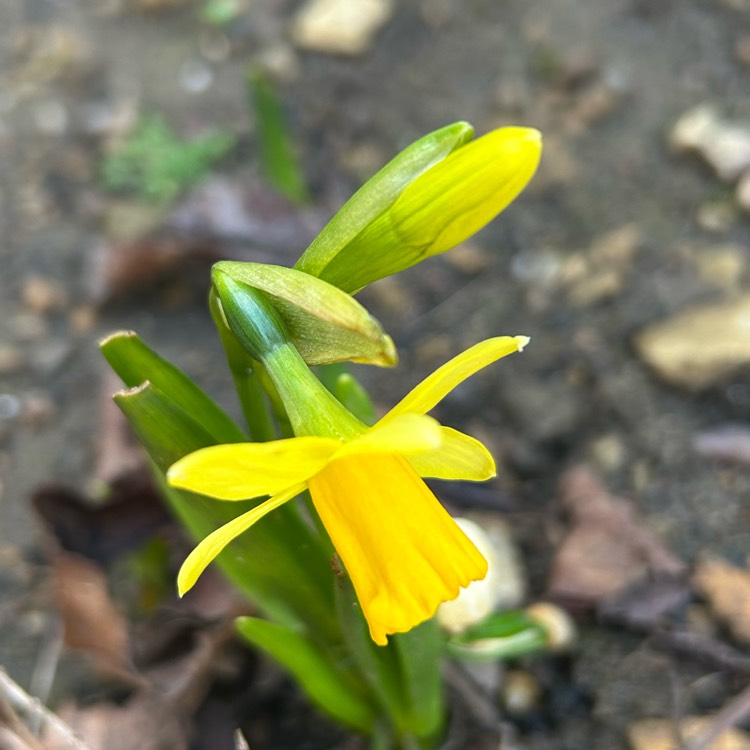 plant image 1730750