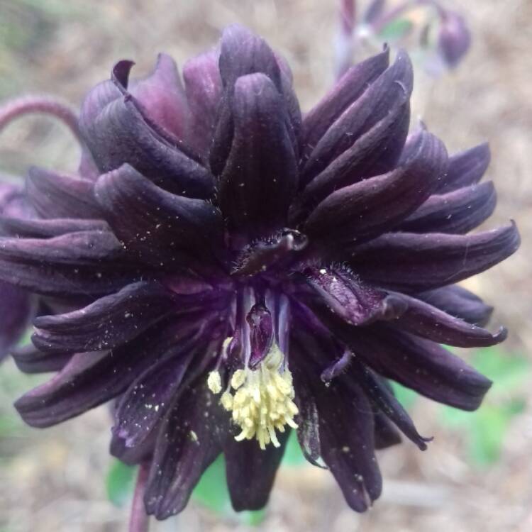 Plant image Aquilegia vulgaris var. stellata 'Black Barlow'