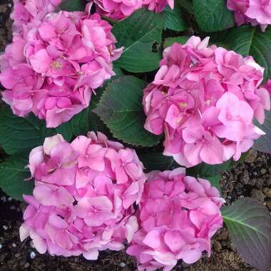 Hydrangea macrophylla 'Altona'