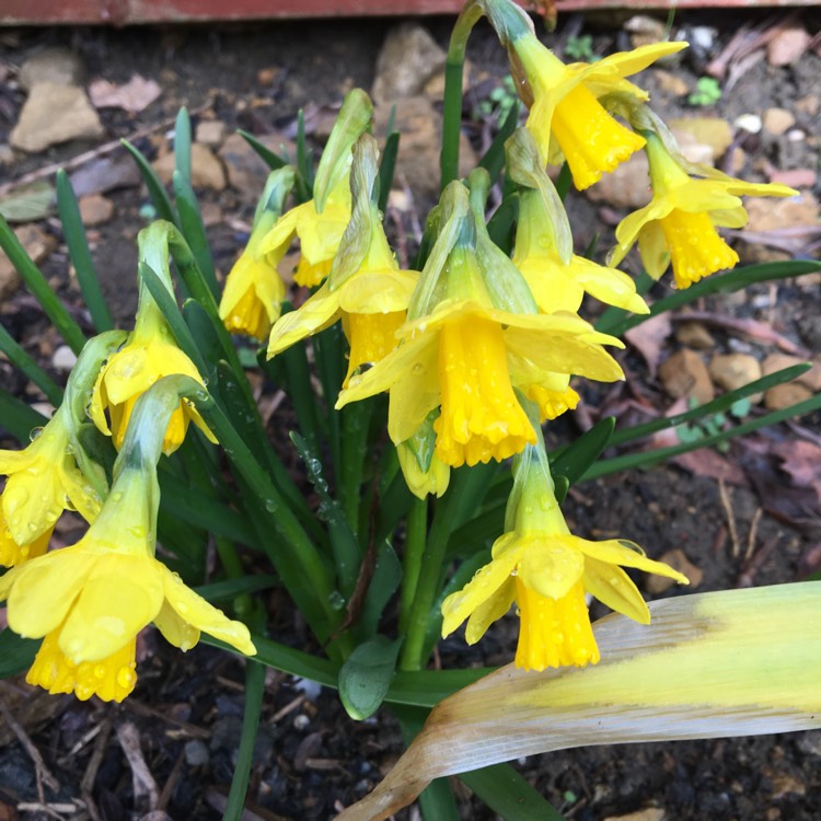 Plant image Narcissus 'Tête-à-Tête'