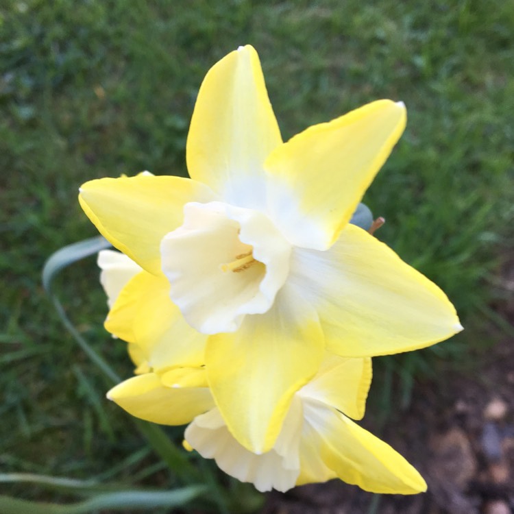 Plant image Narcissus 'Pipit'