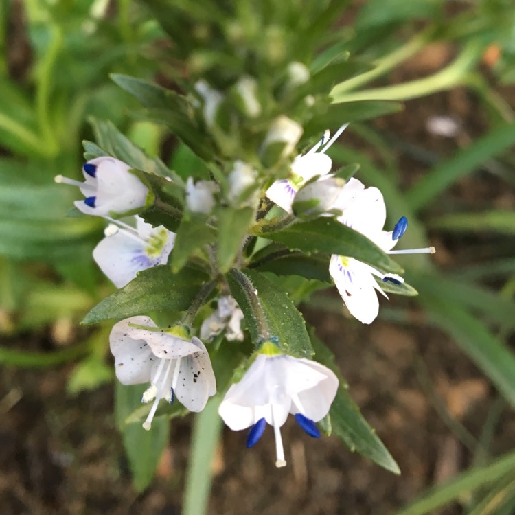 Plant image Veronica gentianoides