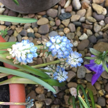 Muscari armeniacum 'Peppermint'