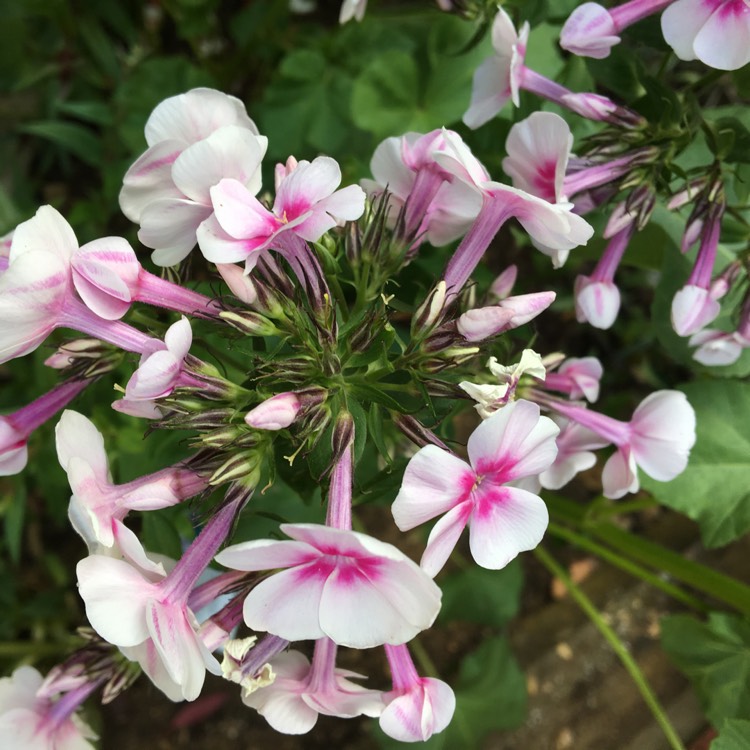 Plant image Phlox paniculata 'Adessa Pink Star' (Adessa Series)