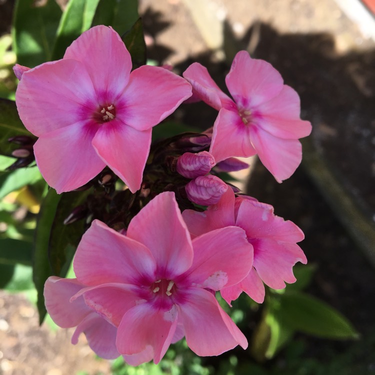 Plant image Phlox paniculata 'Salmon Orange'