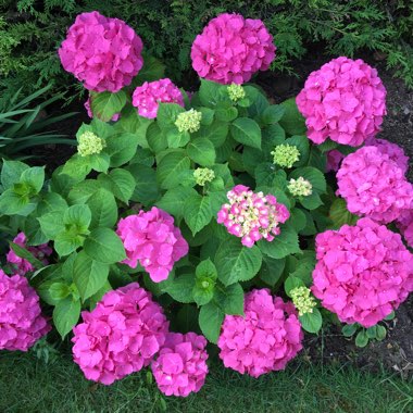 Hydrangea macrophylla 'Altona'