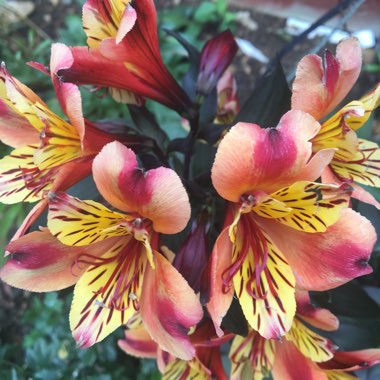 Alstroemeria 'Tesronto' (Summer Paradise Series) syn. Alstroemeria 'Indian Summer'