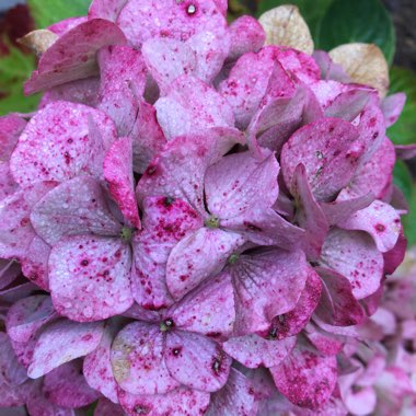 Hydrangea macrophylla 'Altona'