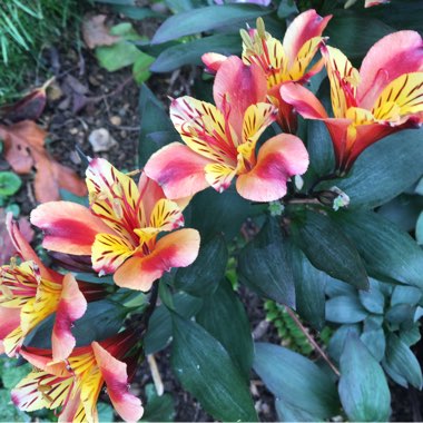 Alstroemeria 'Tesronto' (Summer Paradise Series) syn. Alstroemeria 'Indian Summer'