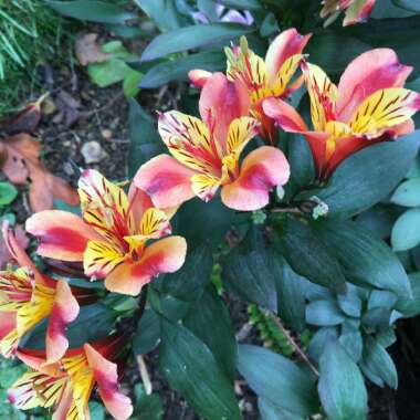 Alstroemeria 'Tesronto' (Summer Paradise Series) syn. Alstroemeria 'Indian Summer'