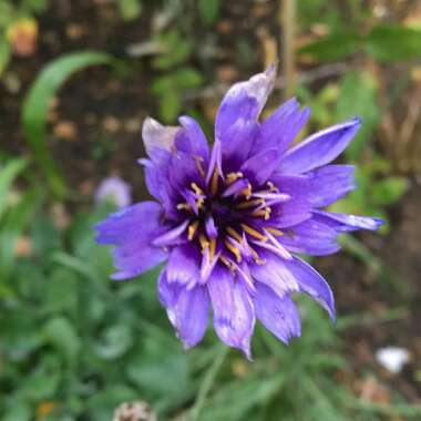 Catananche caerulea 'Major'