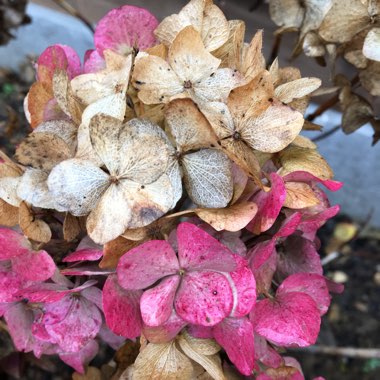 Hydrangea macrophylla 'Altona'