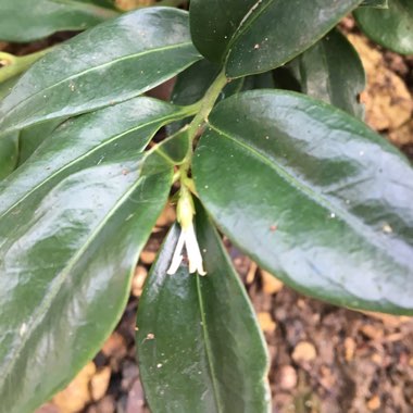 Sarcococca confusa