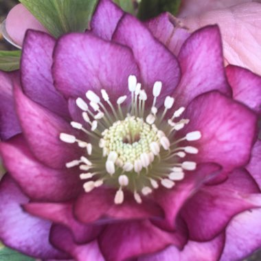 Helleborus x hybridus 'Double Ellen Purple' (Double Ellen Series)