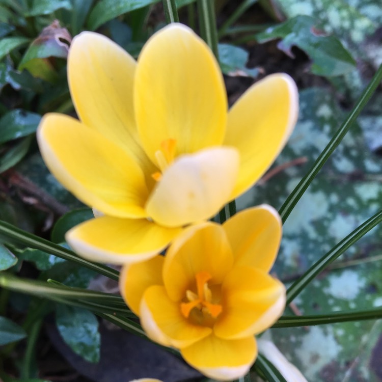 Plant image Crocus chrysanthus 'Romance'