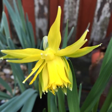 Narcissus 'Rip van Winkle' syn. Narcissus 'Plenus'