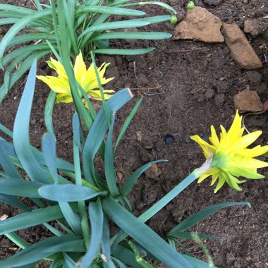 Narcissus 'Rip van Winkle' syn. Narcissus 'Plenus'