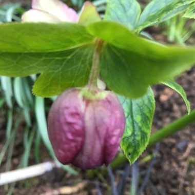 Helleborus x hybridus 'Double Ellen Purple' (Double Ellen Series)