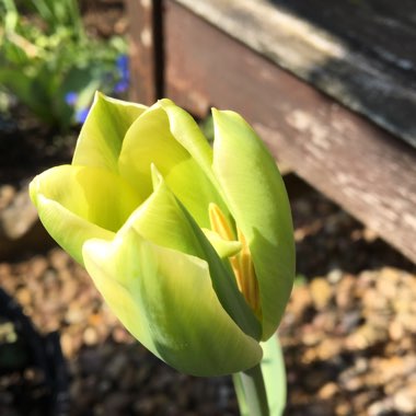 Tulipa 'Spring Green'