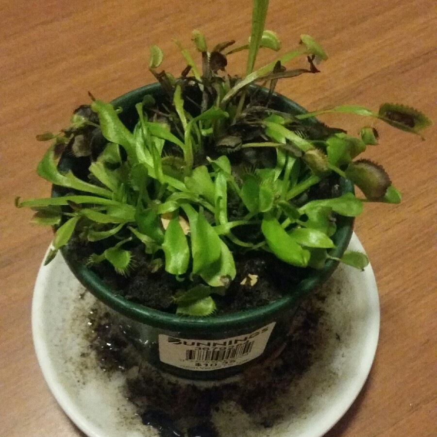 Venus Fly Trap