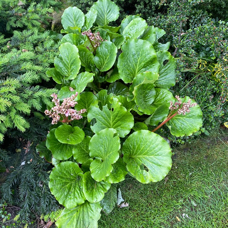 Plant image Bergenia 'Silberlicht' syn. Bergenia 'Silverlight'