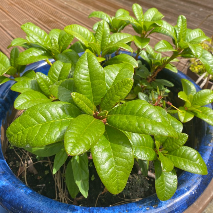 Plant image Rhododendron impeditum