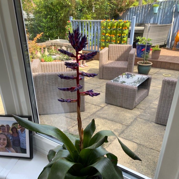 Plant image Aechmea 'Blue Tango'