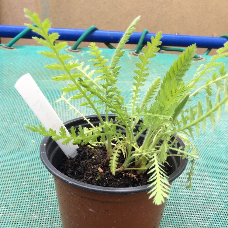 Plant image Achillea filipendulina 'Cloth of Gold'