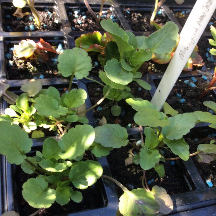 Plant image Tagetes patula 'Jolly Jester'