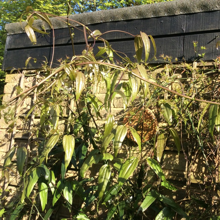 Plant image Clematis montana 'Alba'