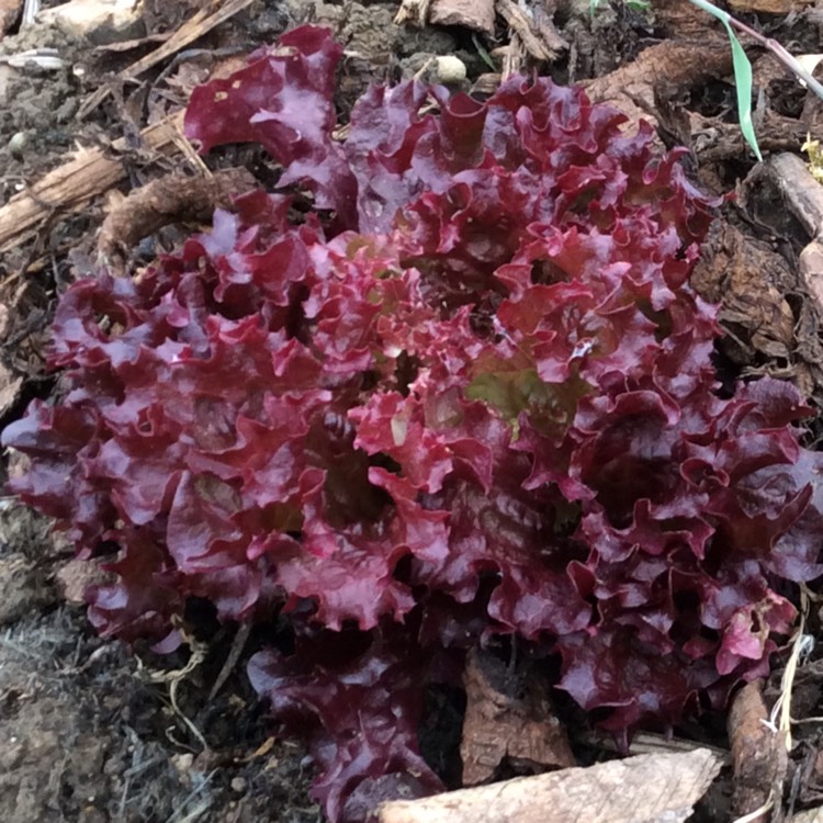 Plant image Lactuca sativa 'Lollo Rossa'